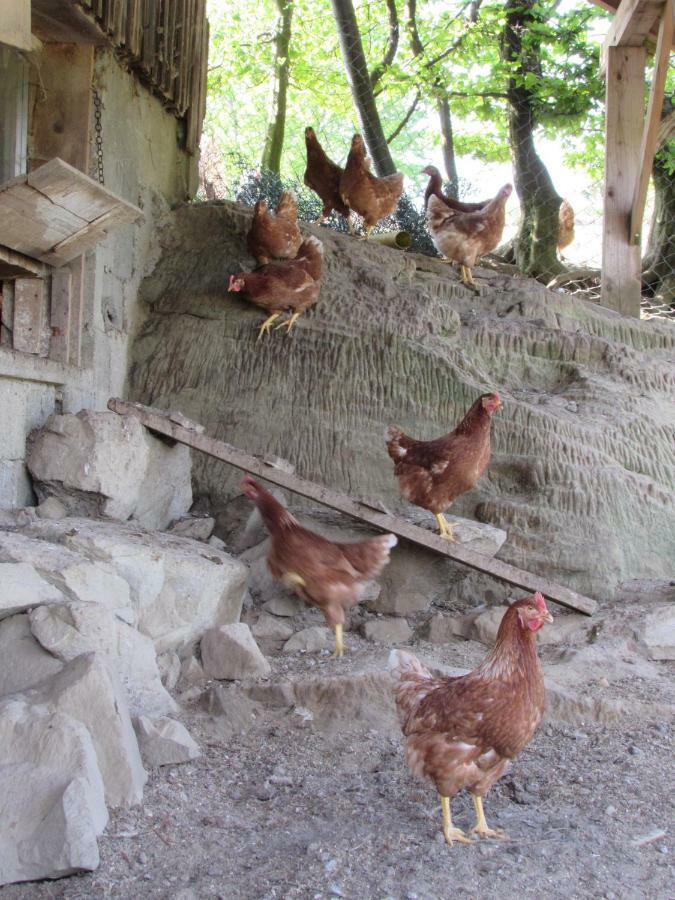 Stockreutehof Lägenhet Sulzberg  Exteriör bild